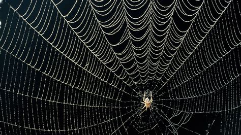  The Spider and Its Web: A Tale About Cleverness and Perseverance Woven Through Time