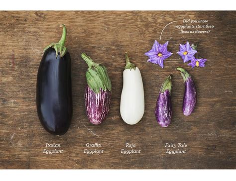 The Enchanted Eggplant -  A Culinary Tale from 20th Century France that Reveals Hidden Societal Truths!