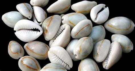  The Legend of the Lost Cowrie Shells: Een Verhaal Over Verlies, Hoop en De Onvoorspelbare Kracht Van Het Lot